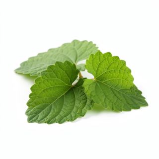 Gotu Kola