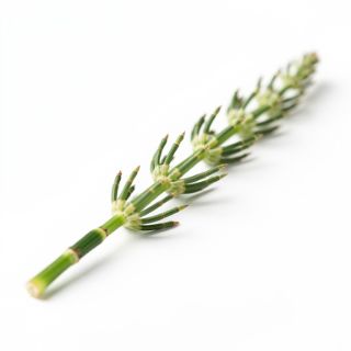 Horsetail