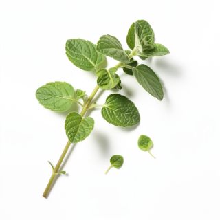 Oregano