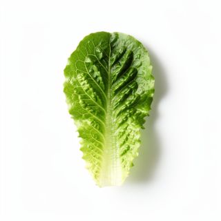Romaine Lettuce