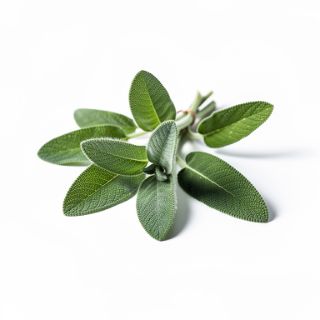 Sage