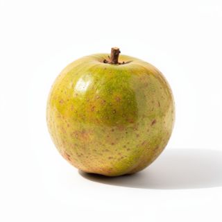 Sapodilla