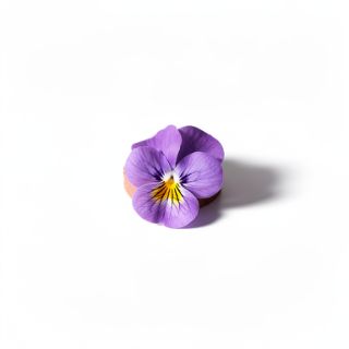 Sweet Violet