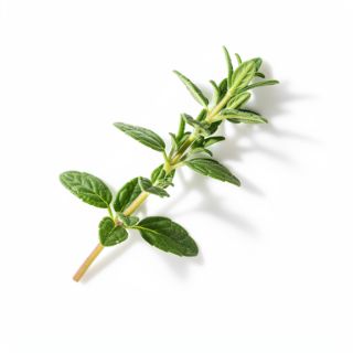 Thyme